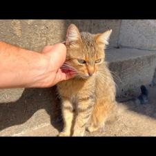 Friendly tabby cat waiting for me every day