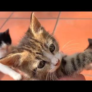 Mother cat feeds her kittens with milk from their mother's breast, it will warm your heart