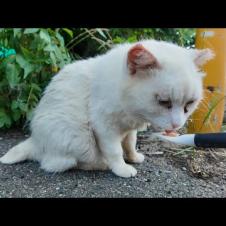 警戒心強めな白猫地帯の猫達にちゅーるを差し入れしてきた