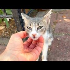 An orphaned kitten wants love and affection more than food