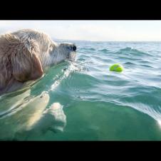 Golden Retriever Morning Routine in Summer [Beach Day with Bailey]