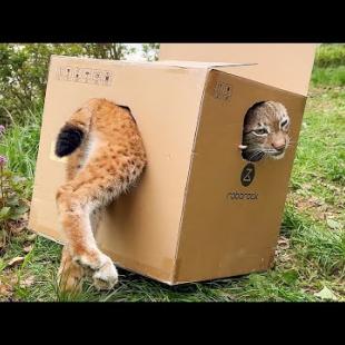 Реакция ПУМЫ и РЫСИ на БОЛЬШИЕ КОРОБКИ / Котята уже пытаются выбраться из гнезда