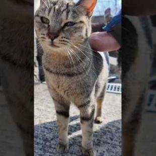  #ImpressedCatVideo #catisland #猫島