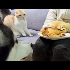 売れ残った子犬に丸焼きチキンをあげたら先住猫と犬が大変なことに