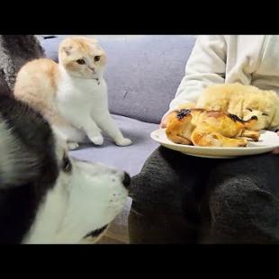 売れ残った子犬に丸焼きチキンをあげたら先住猫と犬が大変なことに