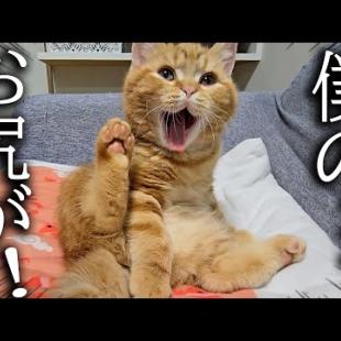 初めての衝撃！子猫が自分のお尻のニオイを知った結果...