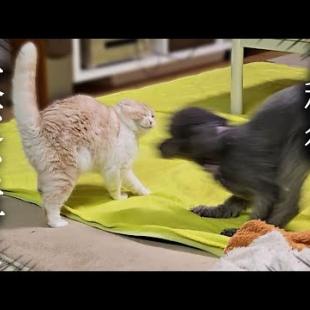 喧嘩して猫を泣かせちゃったときの犬の対応がこちらです...