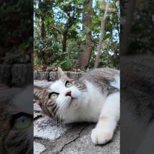神社の裏で出会った猫がかわい過ぎる #cat