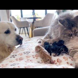 Dog Meets Newborn Kittens for the First Time