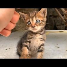 Homeless tabby kitten with deep blue eyes has a lot of fun playing with us