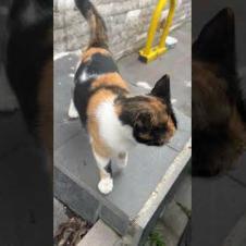 😺Cute Cat Saying “Hello!” Stole My Heart – You Will Melt While Watching #shorts #cat #animals #cute