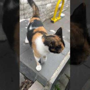 😺Cute Cat Saying “Hello!” Stole My Heart – You Will Melt While Watching #shorts #cat #animals #cute