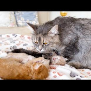 Mom Cat Taking Care of Sleeping Kittens