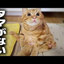 去勢手術でタマタマが無くなったと気付いた子猫の反応に泣けました