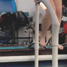 정신줄  놓은 멍멍이