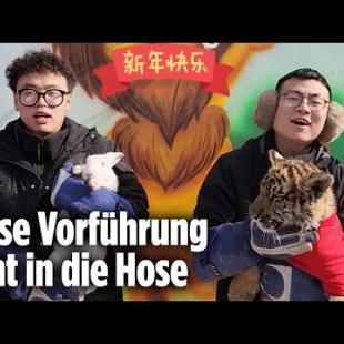 [독일 Bild紙] Der wohl dümmste Zoo der Welt: Tiger-Angriff bei Zaubershow | China