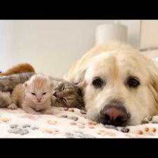 Golden Retriever Refuses to Leave Newborn Kittens Alone