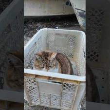 漁港の籠の中で寝ていた猫ちゃん、出てきて撫でられる #ImpressedCatVideo #catisland #猫