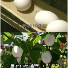 흰 달걀 실종 미스터리