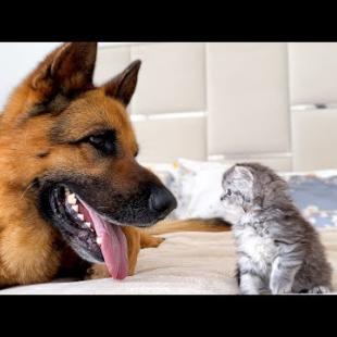 Tiny Kitten Befriends a Gentle Big Dog