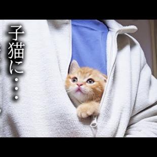 初日から子猫が何度も膝の上に戻ってきて癒される...
