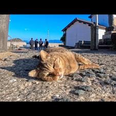 猫島の神社前で出会った猫ちゃん、ゴロンゴロン転がって可愛すぎた