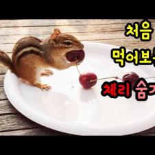 체리를 처음 먹어보는 야생 강다람쥐 쳐키가 체리를 먹지않고 숨겨두는 비밀장소