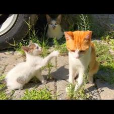 Kittens fight club - Funny kitten video