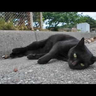 駐車場に横たわる黒猫