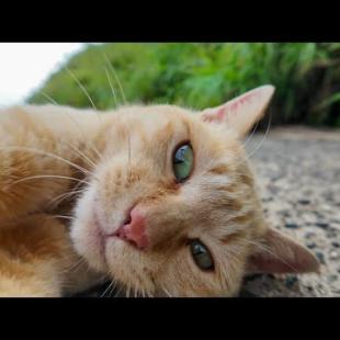 海沿いの道で出会った猫がかわい過ぎる