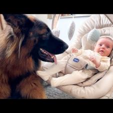 Giant German Shepherd Becomes Nanny for Newborn Baby