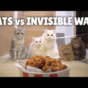 Cats vs Invisible Wall (ft. Chicken)