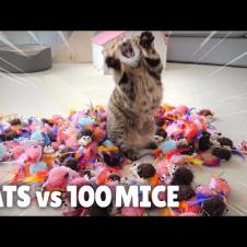 Cats vs 100 Mice
