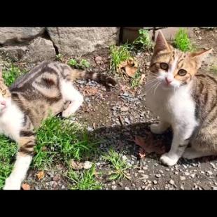 I have a hard time capturing energetic and very fast kittens with my camera