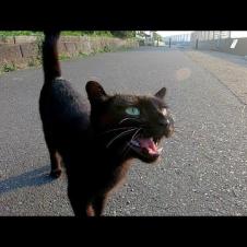 海沿いの道で黒猫が何か話し掛けてきた