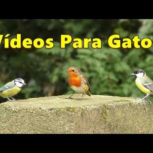 Videos Para Gatos ~ coloridos pájaros del jardín ⭐ 8 Horas ⭐