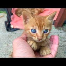 Orange kitten, small as the palm of my hand and innocent looking