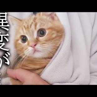病院から帰った子猫の様子がおかしいです文句が止まりません...
