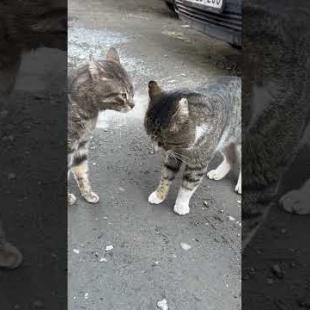 Male cats meow challenging each other #catshorts #shorts #cats #cat #meow #catlover #meowing
