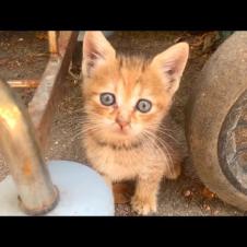 🍀 Abandoned But Full of Hope: The World's Sweetest Kitten