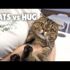 Cats vs Hug