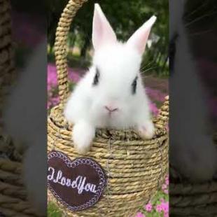 Cutest Basket Bunny 🐰 #Shorts