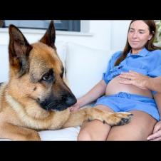 My German Shepherd Dog Protecting Pregnant Woman