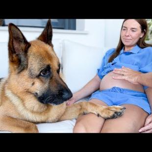My German Shepherd Dog Protecting Pregnant Woman