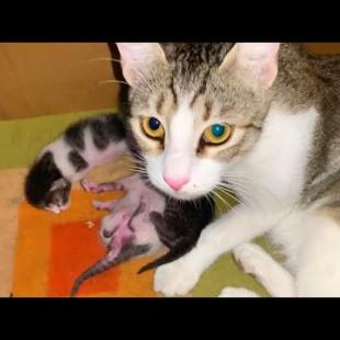 Mother Cat Cleans Her Kittens 🐾 The Sweetest Moment in the World!