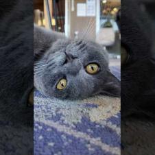 猫ホテルのグレーの猫ちゃんかわいすぎる