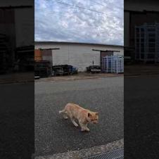 自分から駆け寄って来た割に遠くに座る猫