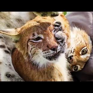 РЫСИ ДЕЛЯТ ПУФИК / Глубокий сон котёнка