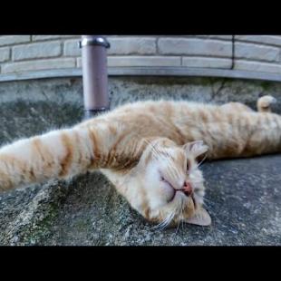 【平和ボケ注意】路地裏で爆睡する猫ちゃん、警戒心ゼロすぎて逆に心配になる件