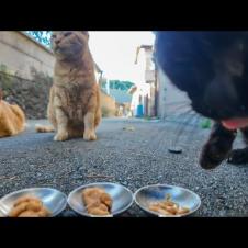 猫島の路地裏でひっそり休む猫達にオヤツをあげて癒されてきた🐾